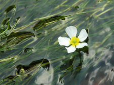 Bunches water crowsfoot for sale  LOUTH