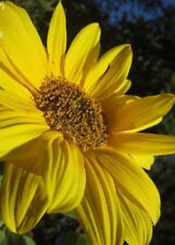 Tournesol nain sunspot d'occasion  Metz-
