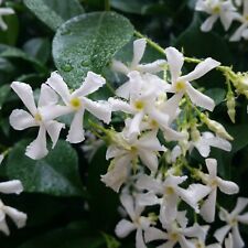 Confederate star jasmine for sale  Mobile