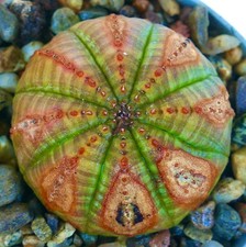 Euphorbia obesa modelli usato Euphorbia obesa modelli usato  Napoli