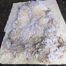 Raw wool fleece. for sale  NEWTON ABBOT