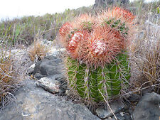 Melocactus bianco cefalio usato  Napoli