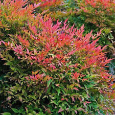 Nandina domestica gulf for sale  HORSHAM