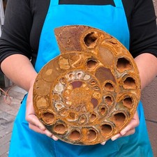 Caracola fósil en rodajas pulidas naturales de 4,62 lb con muestras minerales curativos 2281 segunda mano  Embacar hacia Mexico