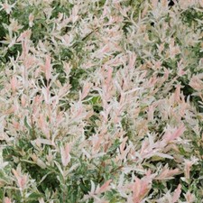 Nishiki dappled willow for sale  Rock Island