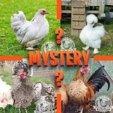 Lucky dip bantam for sale  SPILSBY