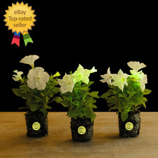 Firefly petunia live for sale  Midland City