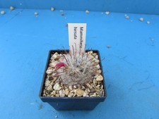 Mammillaria hirsuta 2.6cm for sale  HALESOWEN
