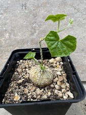 Coccinia megarrhiza cucurbitac gebraucht kaufen  Hannover