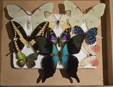 entomology for sale entomology for sale WORKSOP