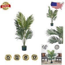 Elegant 4ft kentia for sale  San Marino