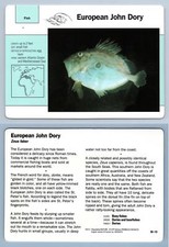 European john dory for sale  SLEAFORD