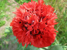 Poppy Scarlet Paeony - 50+ nasion - Ziarna - Semimillas - Nasiona - Z 098 na sprzedaż  Wysyłka do Poland