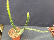 Aporocactus malisonii for sale  RUGBY