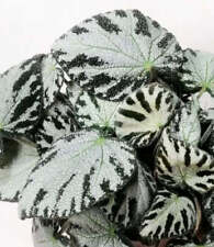 Begonia gioiello argento usato  Napoli