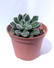 Echeveria setosa succulenta usato  Urbisaglia