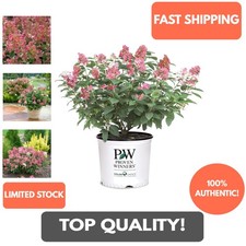 Hydrangea little quick for sale  Canton