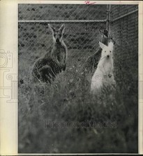 1970 press photo d'occasion  Expédié en Belgium
