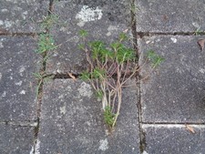 Schleifenblume weiß ableger gebraucht kaufen  Ludwigshafen am Rhein