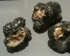 Tartufo nero estivo usato  Terni