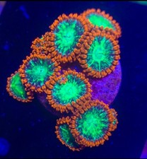 Wwc astral shift for sale  HATFIELD
