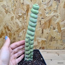 Eulychnia castanea spiralis usato  Trevi