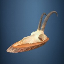 166cam trofeo caccia usato 166cam trofeo caccia usato  Courmayeur