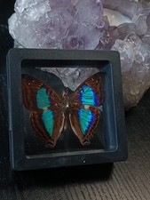 Schmetterling rahmen entomolog gebraucht kaufen  Ludwigsburg