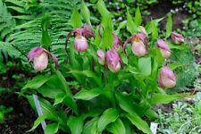 Cypripedium philipp garden for sale  LISBURN