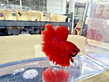 Halfmoon betta fish for sale  Rosharon