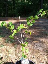 Bronze pineapple muscadine for sale  Ben Wheeler