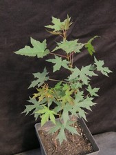 Acer truncatum chinese for sale  Rochester