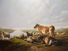 Cattle sheep oil for sale  PETERBOROUGH