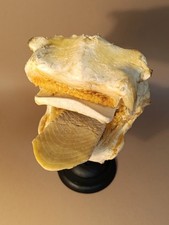 Taxidermy cabinet curiosites usato  Roma