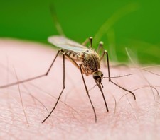 Numero 25 tamponi West Nile Virus Zanzara  Professionali Dengue Zanzare comprar usado  Enviando para Brazil