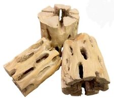 Cholla cactus wood for sale  CREDITON