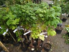 Herbst himbeere himbo gebraucht kaufen  Rinteln