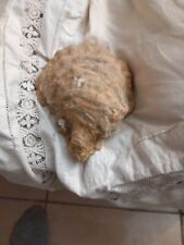 Fossile guscio conchiglia usato  Fiano Romano