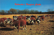 Postcard herd hereford for sale  Valdese