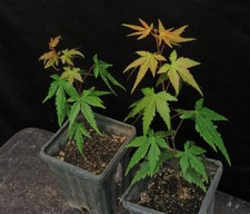 Acer palmatum ssp. for sale  Rochester