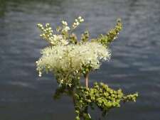 Filipendula ulmaria marginal for sale  MARKET RASEN