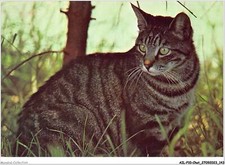 Usado, AILP10-1015 - GATO - Gato Negro comprar usado Usado, AILP10-1015 - GATO - Gato Negro comprar usado  Enviando para Brazil