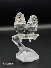 lovebirds lovebird bird birds for sale lovebirds lovebird bird birds for sale Arlington Heights