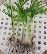 Areca palm starter for sale  Pompano Beach
