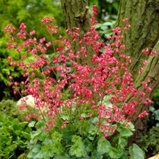 Heuchera firefly hardy for sale  MAIDSTONE