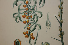 Flower botanical lithograph d'occasion  Expédié en Belgium