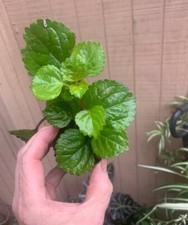 plant ivy for sale plant ivy for sale Hopkinsville
