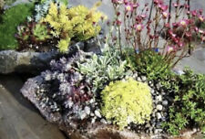 Different rooted sedum for sale  LLANELLI
