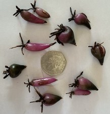 Pleione bulbils pre for sale Pleione bulbils pre for sale  STOKE-ON-TRENT