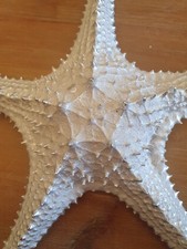 Large silver starfish for sale  BROADSTAIRS